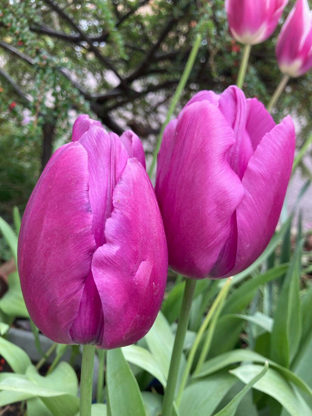 Tulip 'Purple Prince' (Bulbs) Free UK Postage