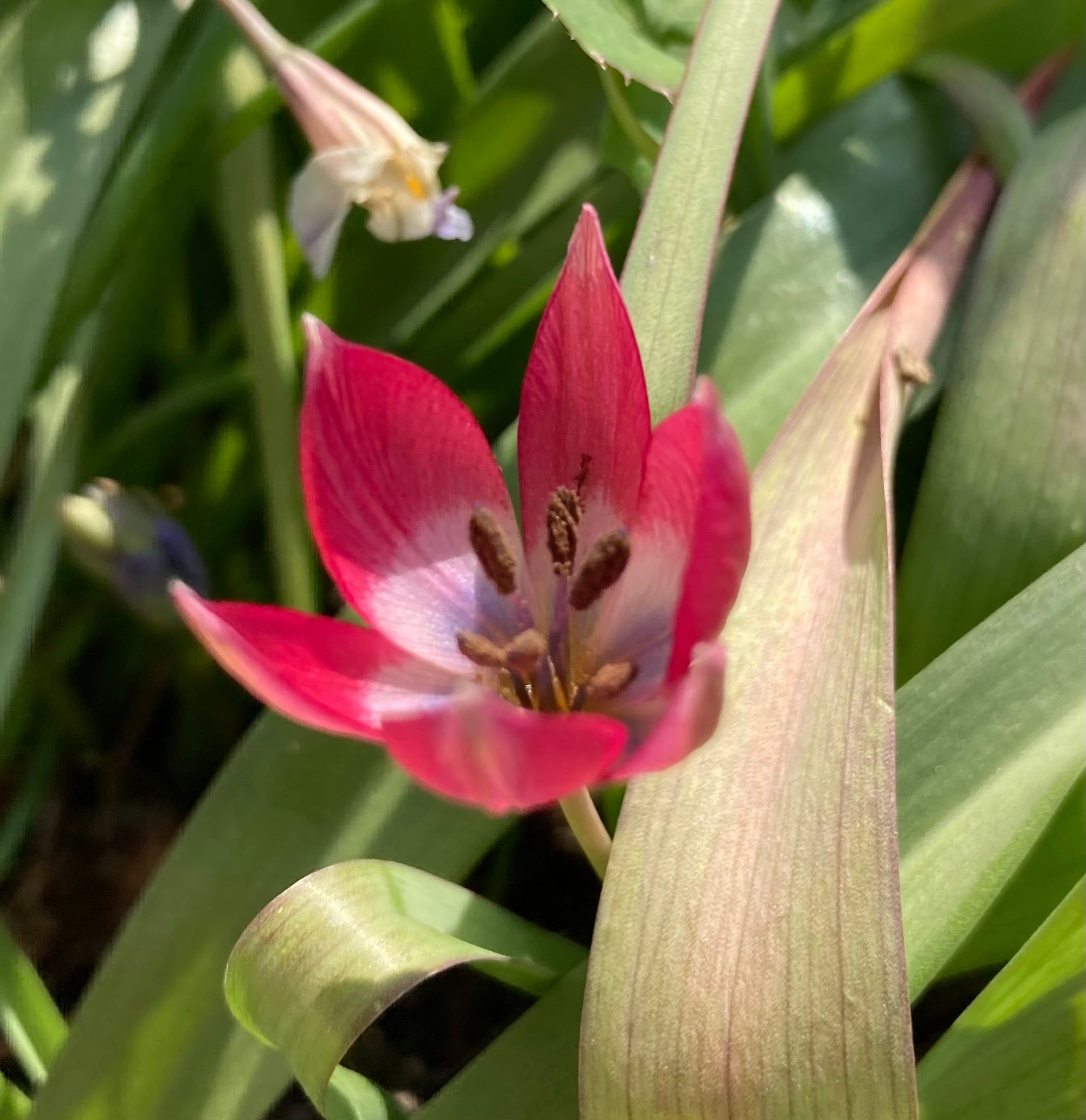 Red Species Tulip 'Tiny Timo' (Bulbs) Free UK Postage