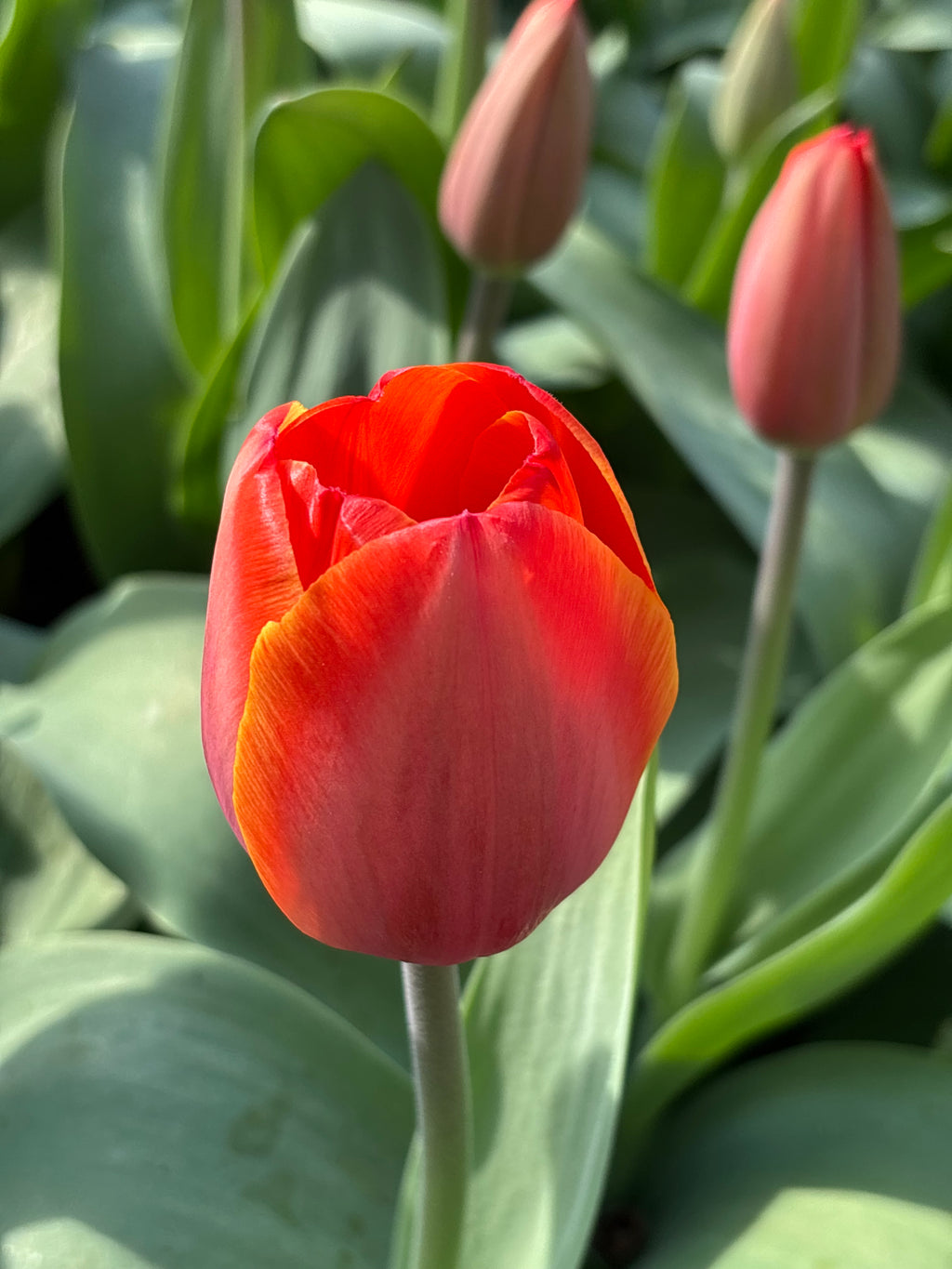 Red and Orange Tulip 'Ad Rem' (Bulbs) Free UK Postage