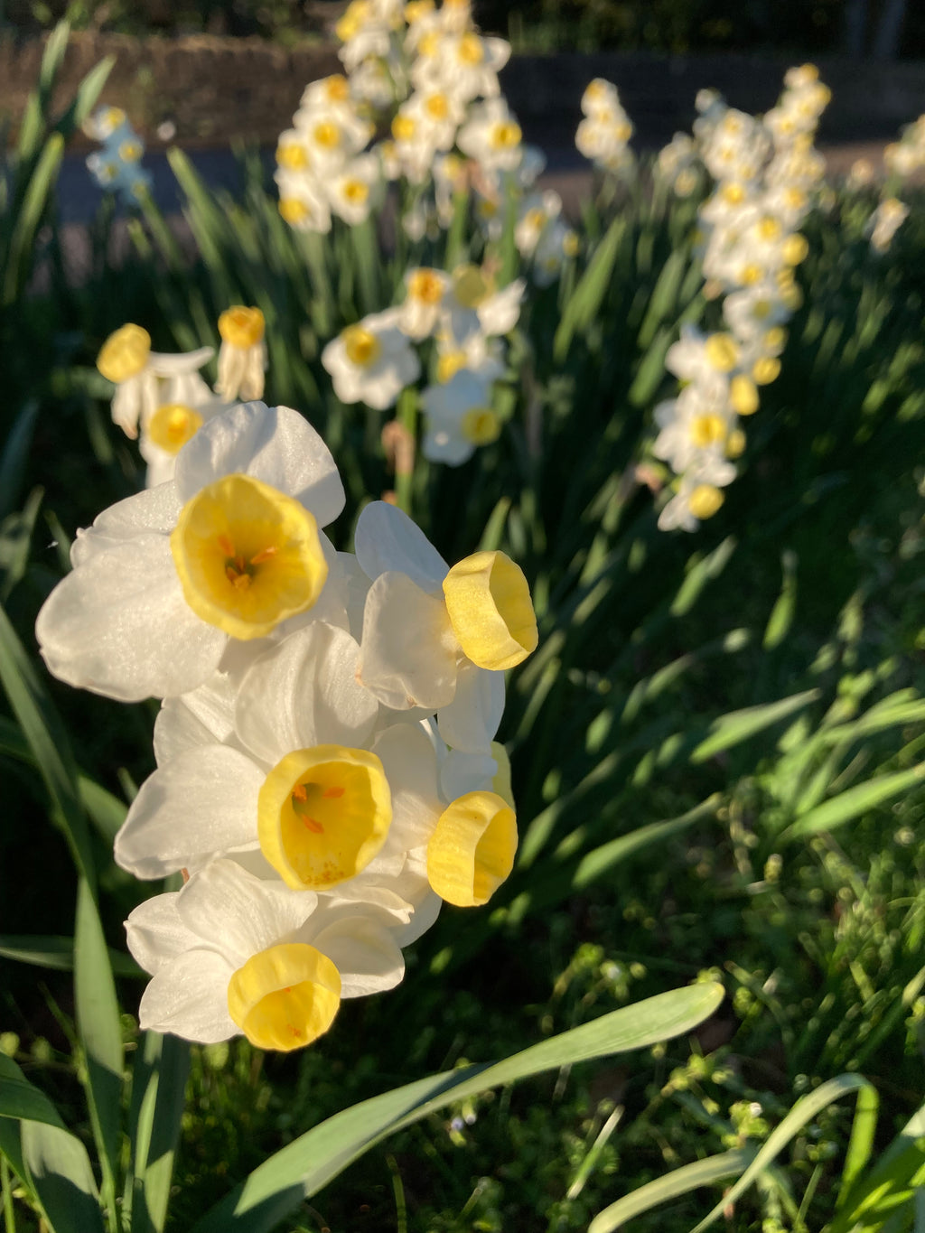 Daffodil or Narcissus 'Avalanche' (Bulbs) Free UK Postage