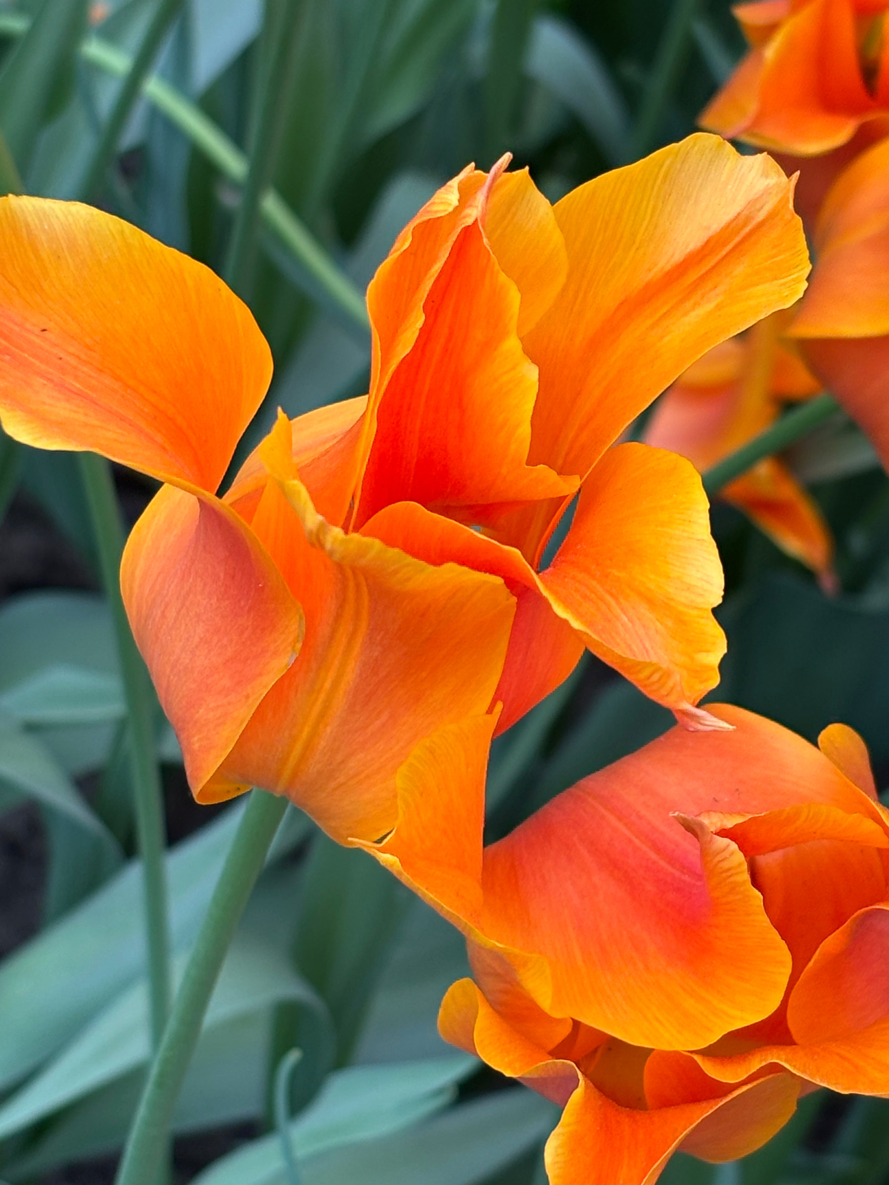 Tulip 'Ballerina' (Bulbs) Free UK Postage