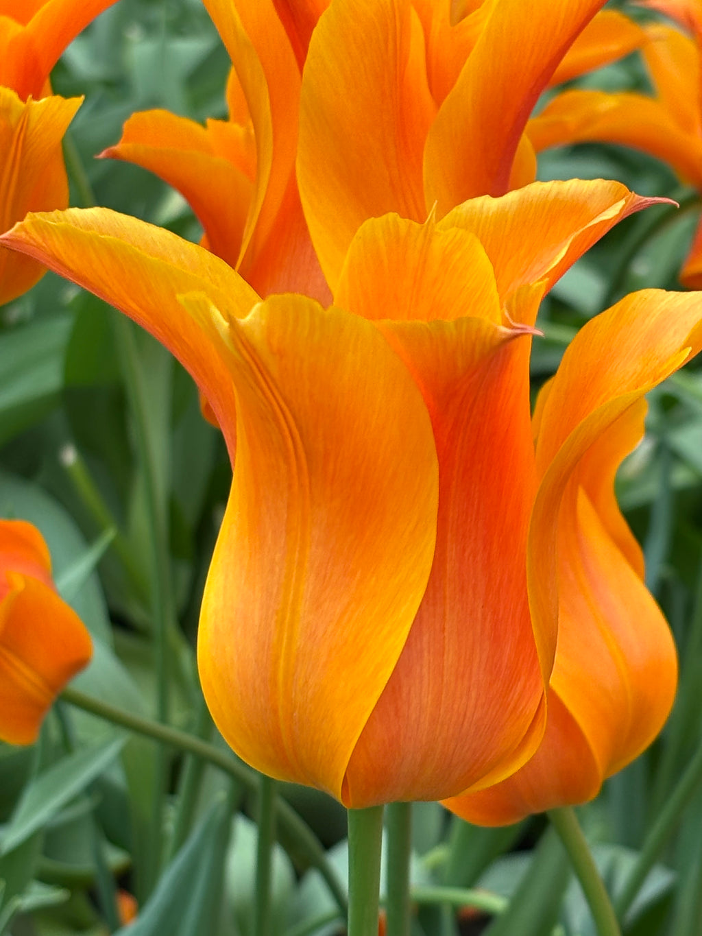 Tulip 'Ballerina' (Bulbs) Free UK Postage