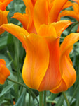 Tulip 'Ballerina' (Bulbs) Free UK Postage