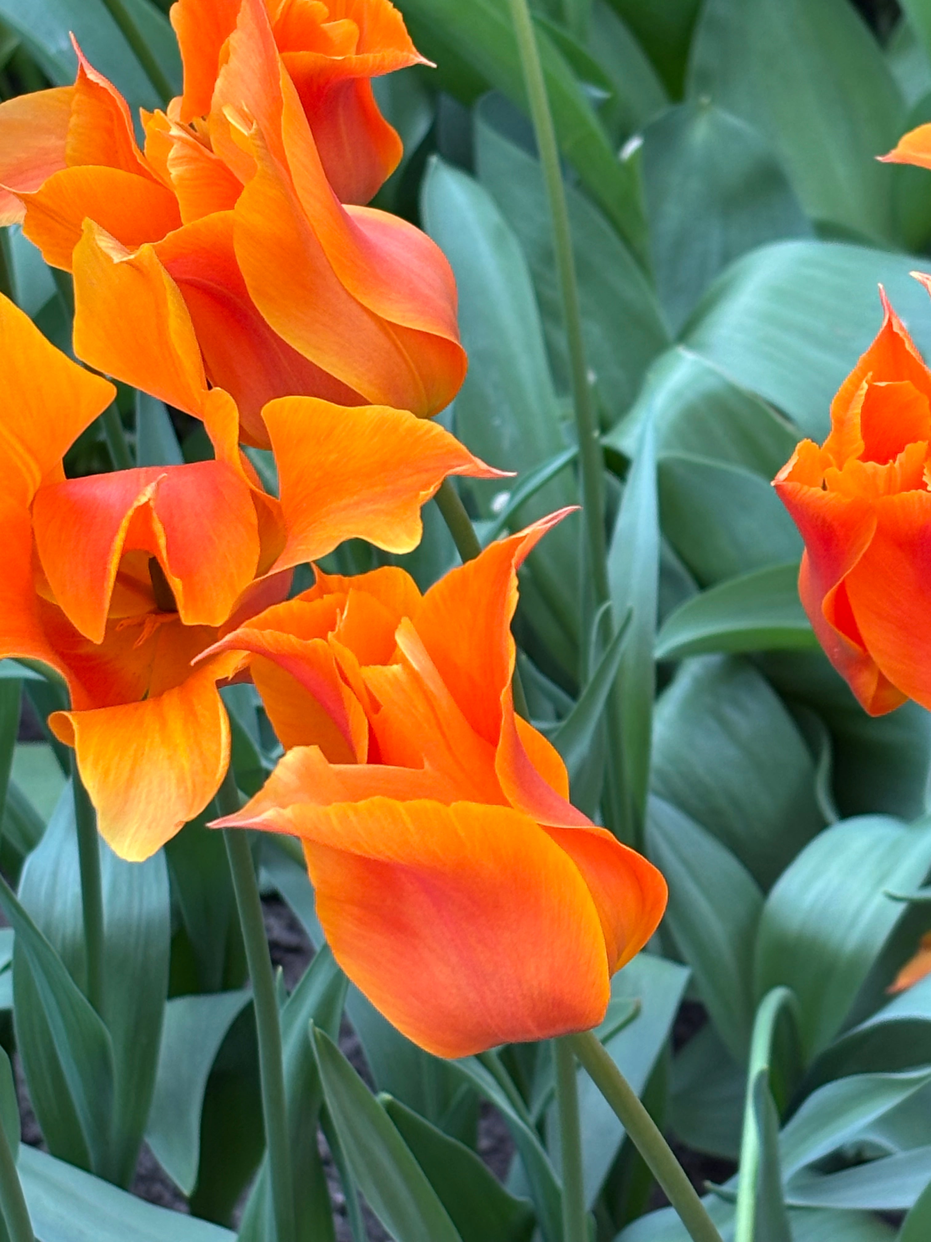 Tulip 'Ballerina' (Bulbs) Free UK Postage