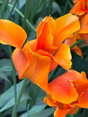 Tulip 'Ballerina' (Bulbs) Free UK Postage