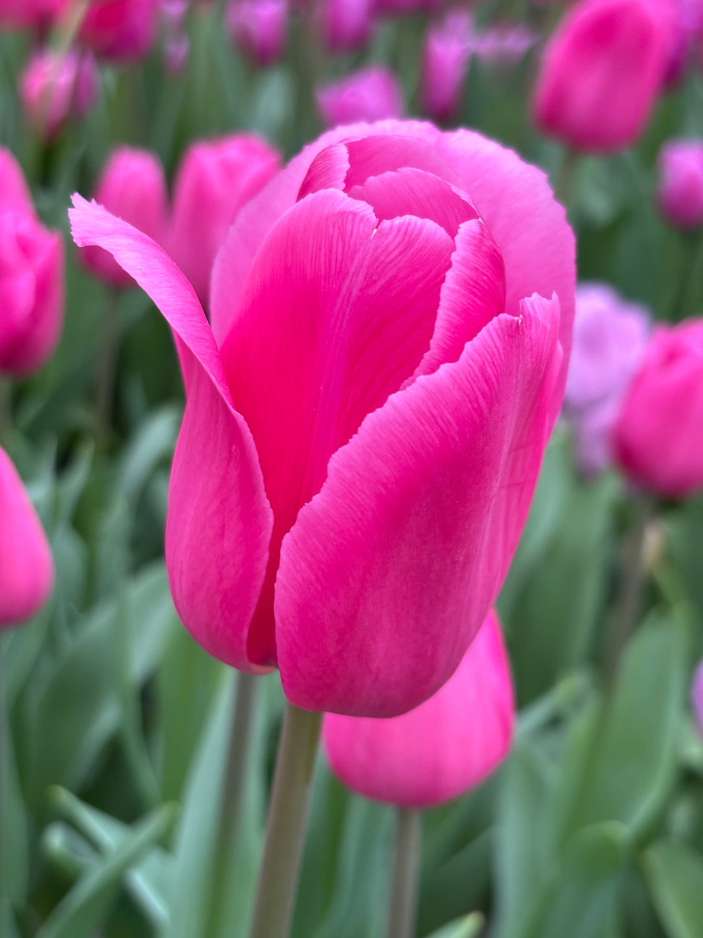 Tulip 'Barcelona Pink' (Bulbs) Free UK Postage
