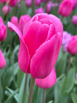 Tulip 'Barcelona Pink' (Bulbs) Free UK Postage