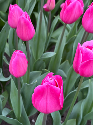 Tulip 'Barcelona Pink' (Bulbs) Free UK Postage