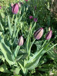 Double Tulip 'Black Hero' (Bulbs) Free UK Postage