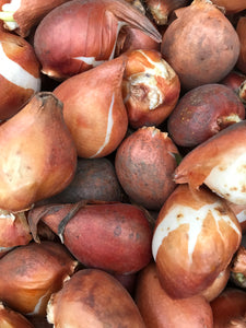 Tulip 'Ballerina' (Bulbs) Free UK Postage