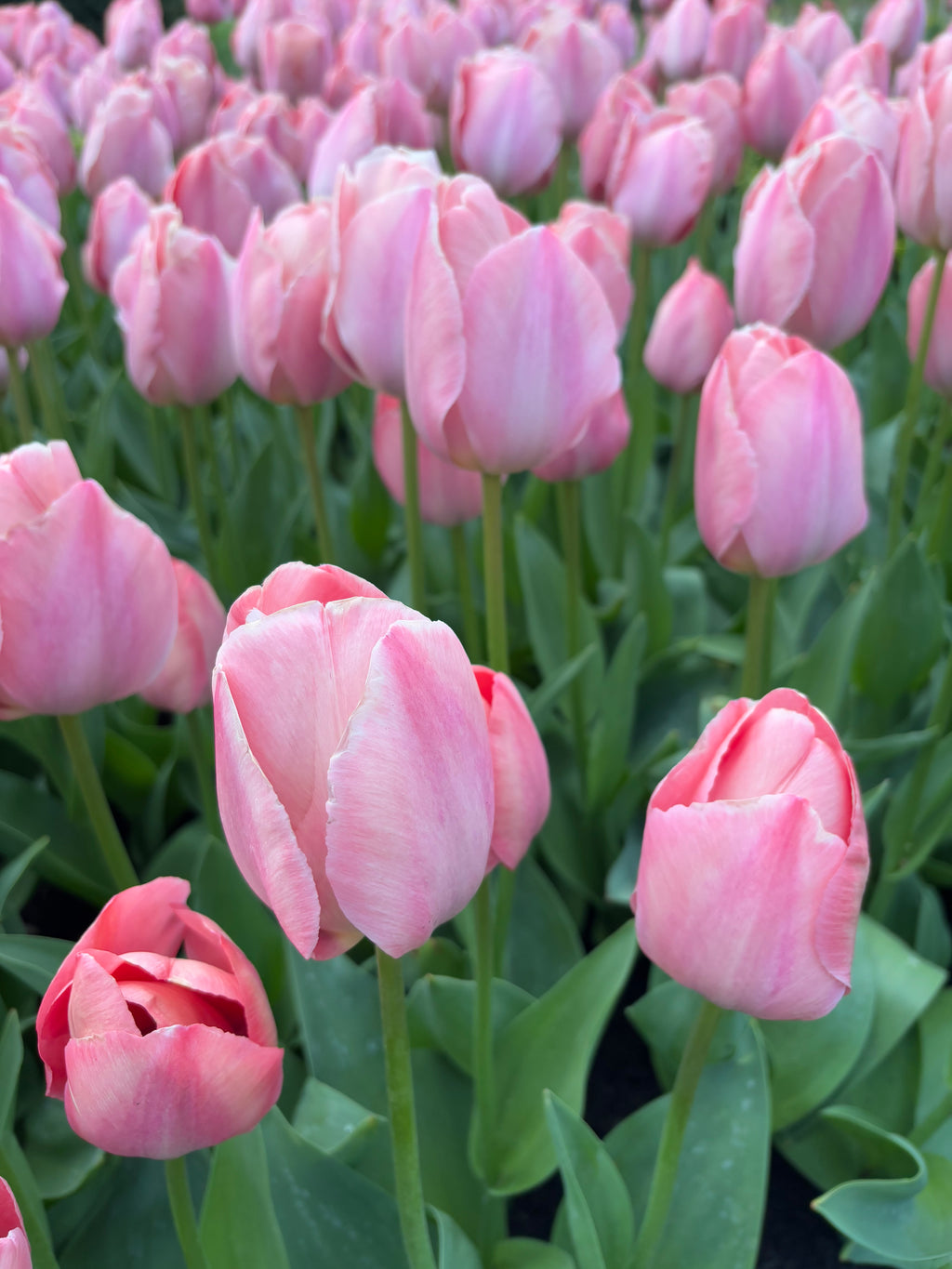 Tulip 'Mystic Van Eijk' Bulbs (Free UK Postage)