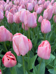 Tulip 'Mystic Van Eijk' Bulbs (Free UK Postage)