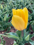 Tulip 'Novi Sun' (Bulbs) Free UK Postage