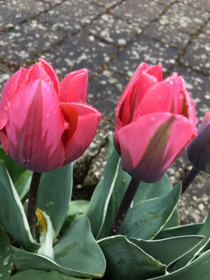 Tulip 'Pretty Princess' (Bulbs) Free UK Postage