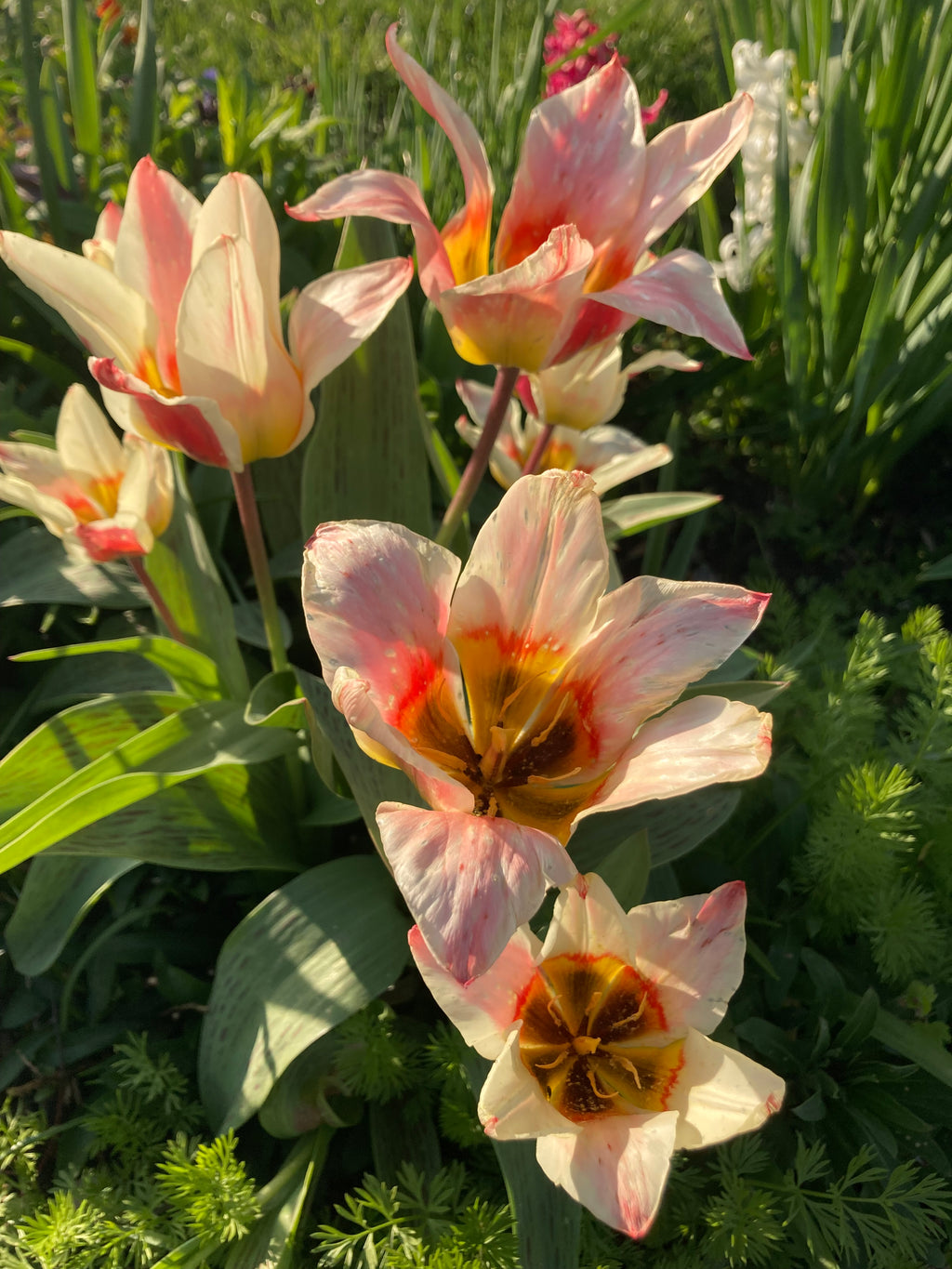 5 Tulip 'Quebec' (Bulbs) Free UK Postage