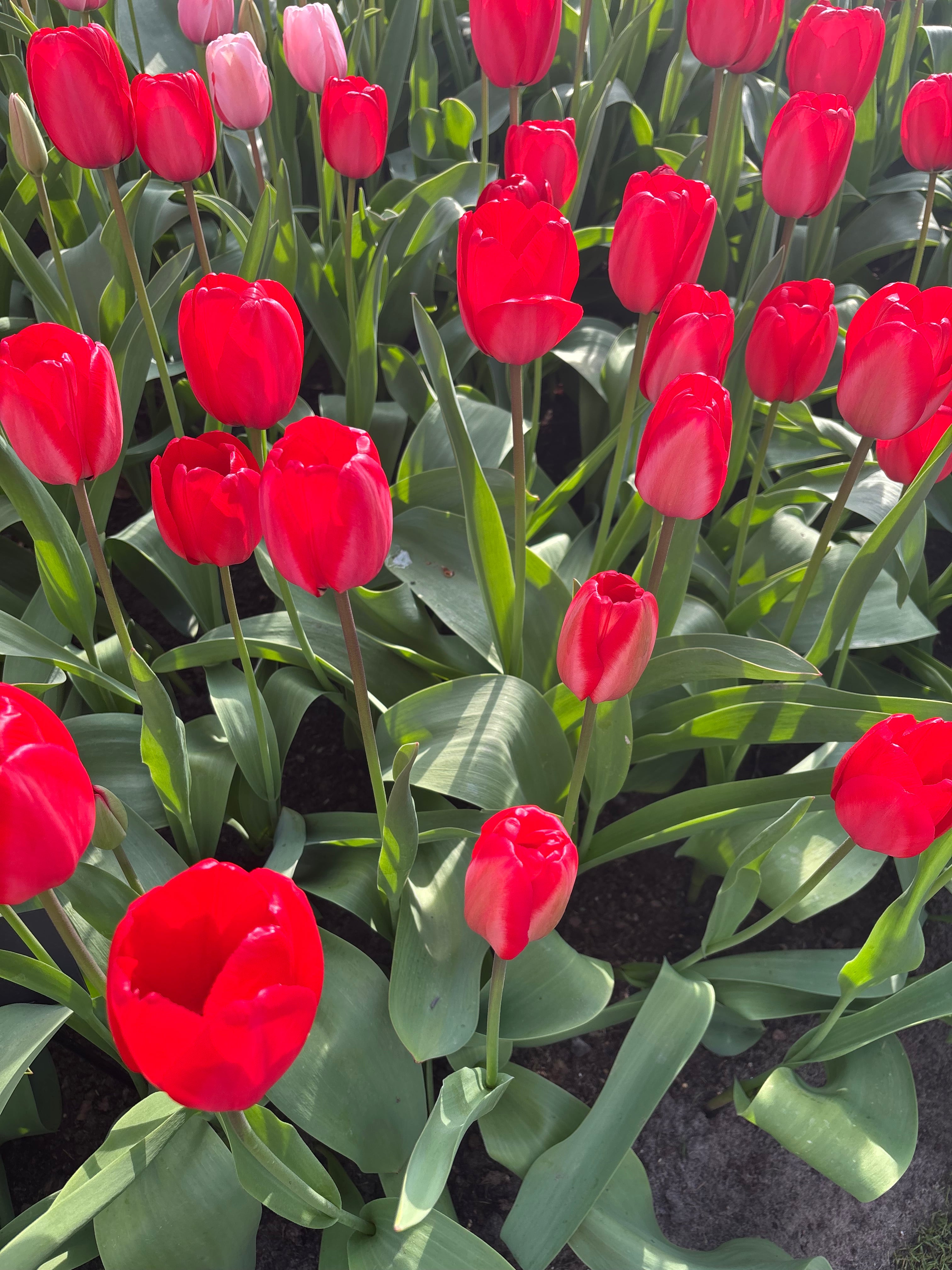Red Tulip 'Red Impression' (Bulbs) Free UK Postage