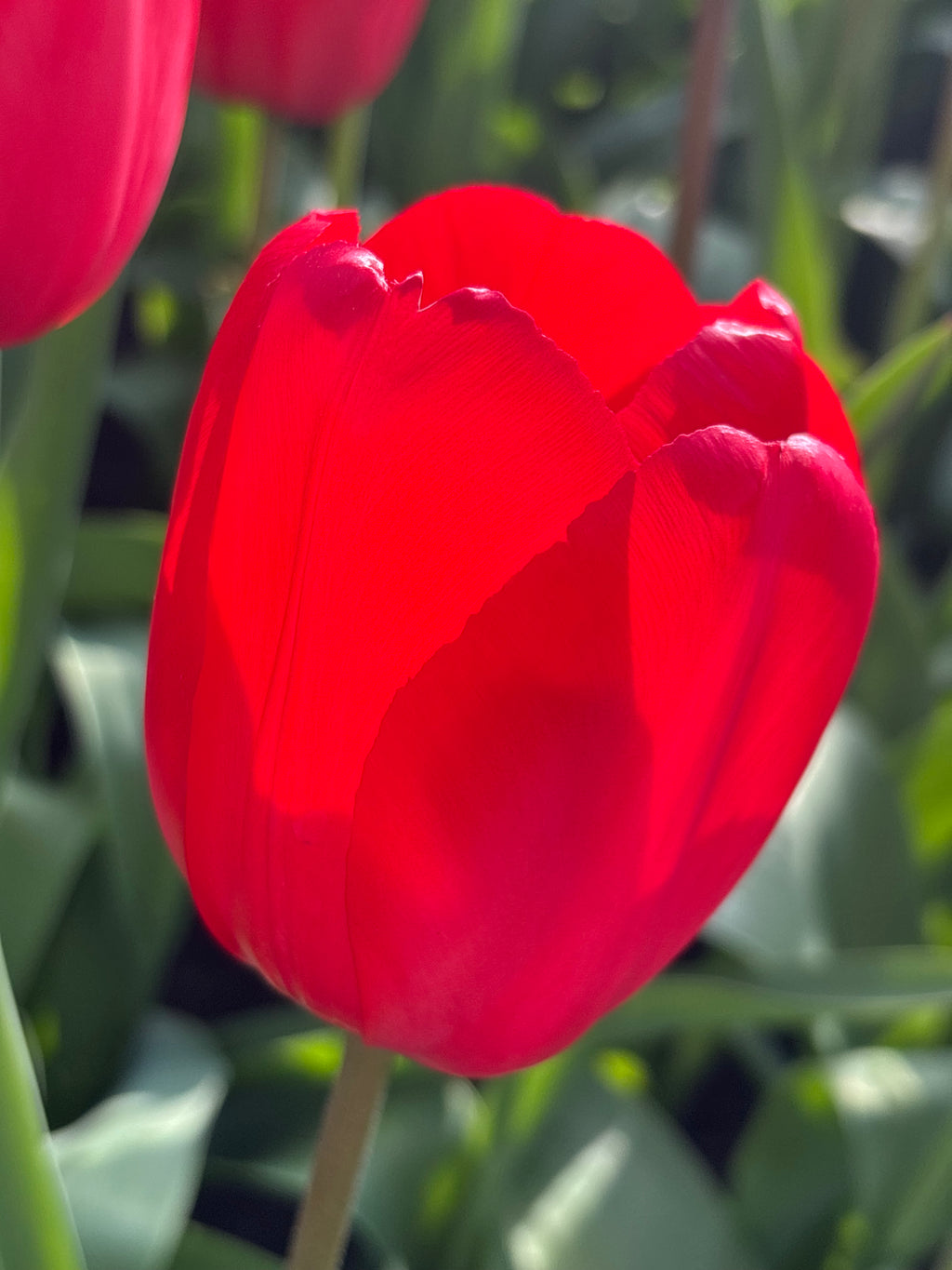 Red Tulip 'Red Impression' (Bulbs) Free UK Postage