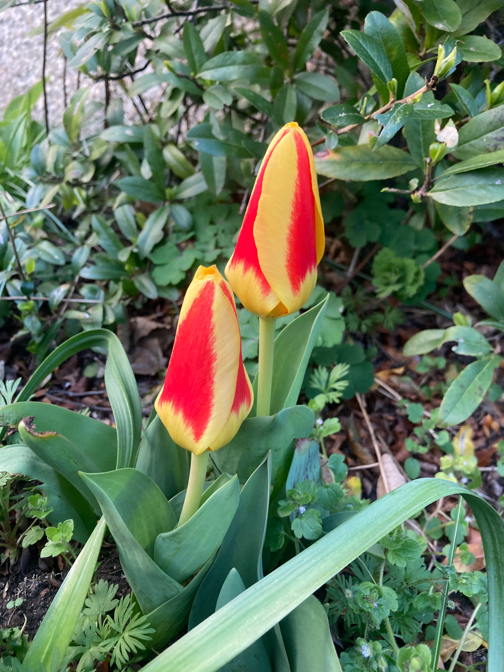 Red and Yellow Tulip 'Showtime' (Bulbs) Free UK Postage