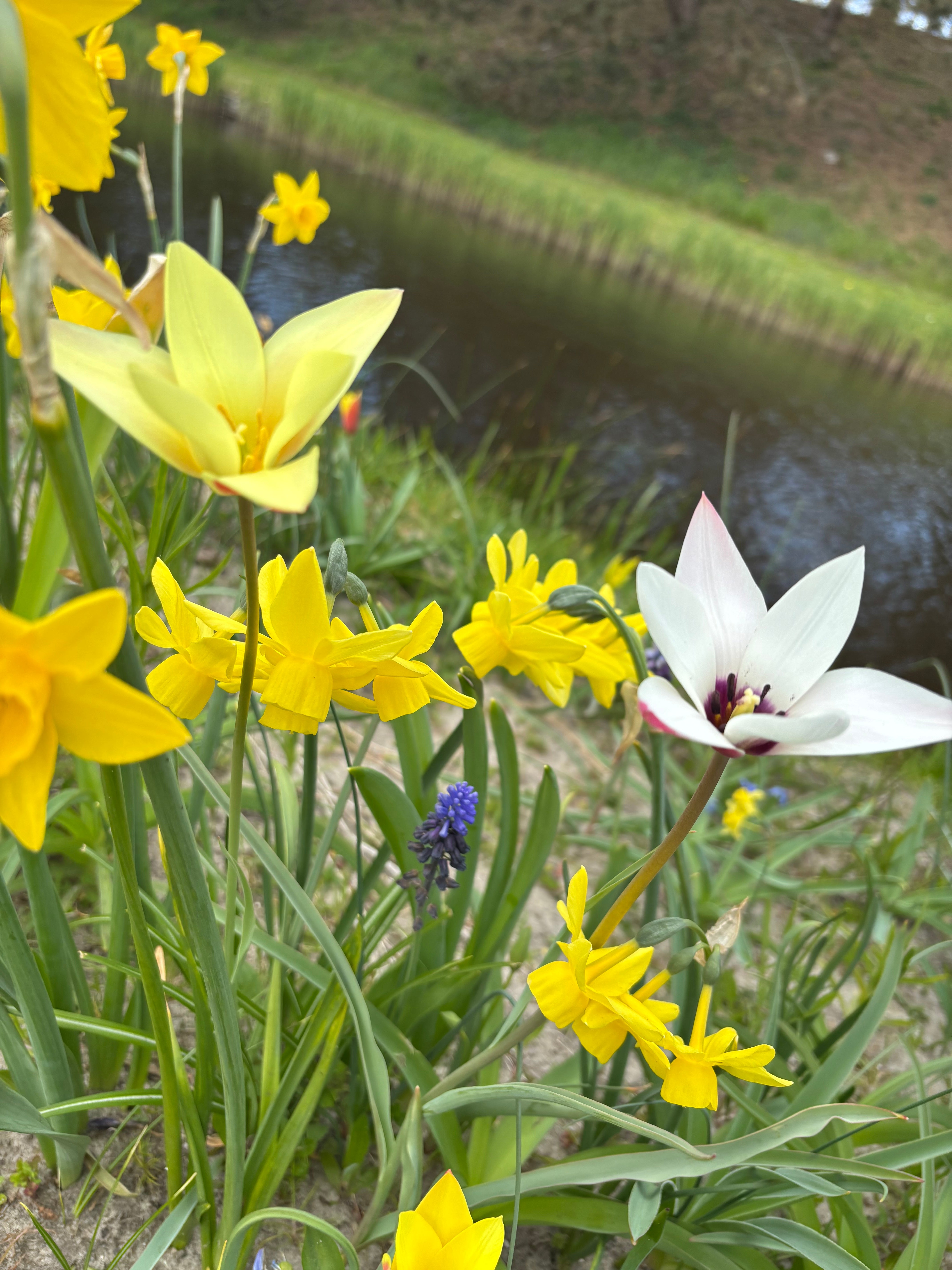Mixed Low-Growing Botanical Tulips (Bulbs) Free UK Postage