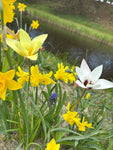 Mixed Low-Growing Botanical Tulips (Bulbs) Free UK Postage