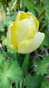 10 Pale-Yellow Tulip 'Sweetheart' (Bulbs) Free UK Postage