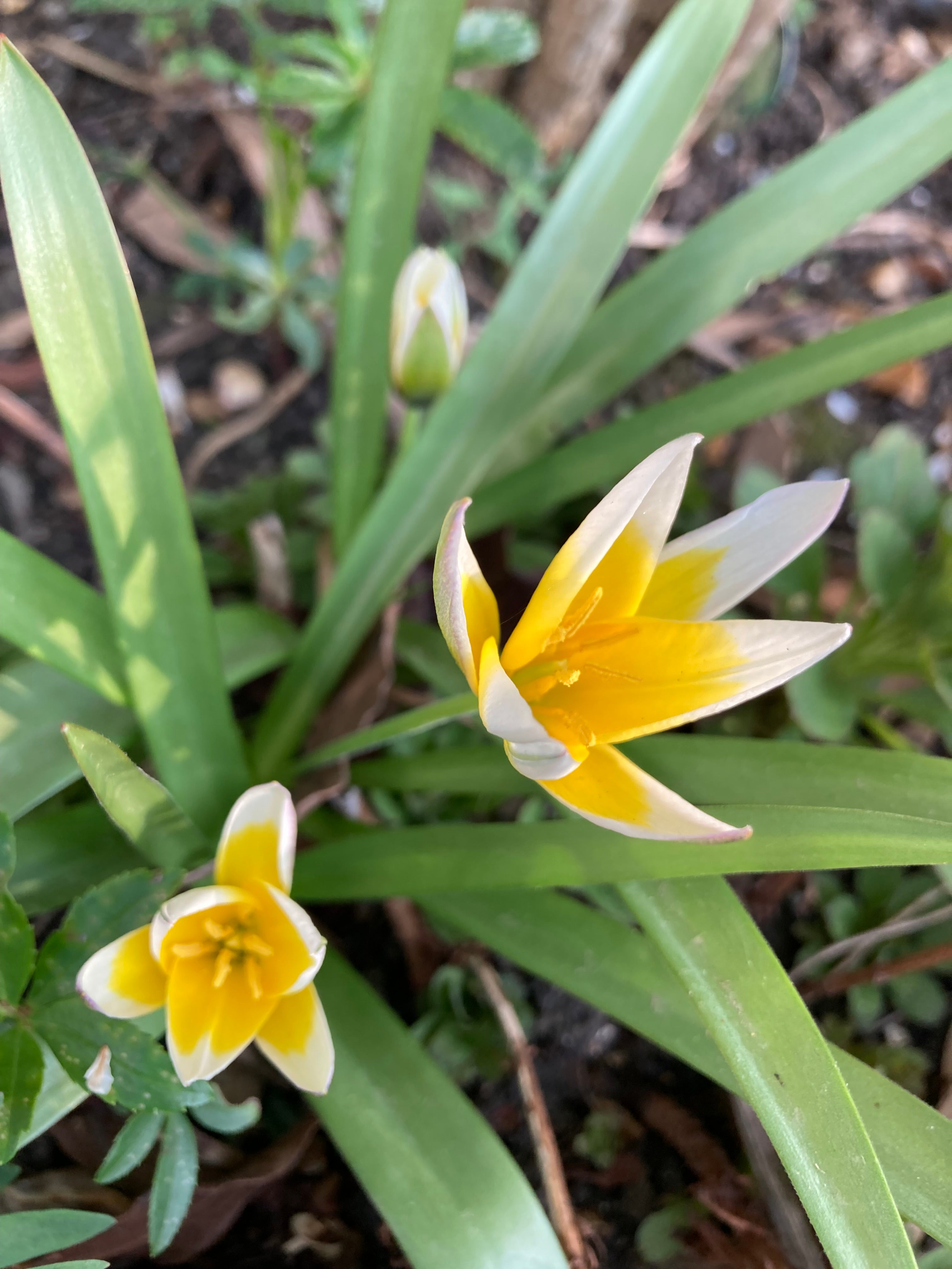 Late-Flowering Tulipa urumiensis tarda or Tardy Tulip (Bulbs) Free UK Postage