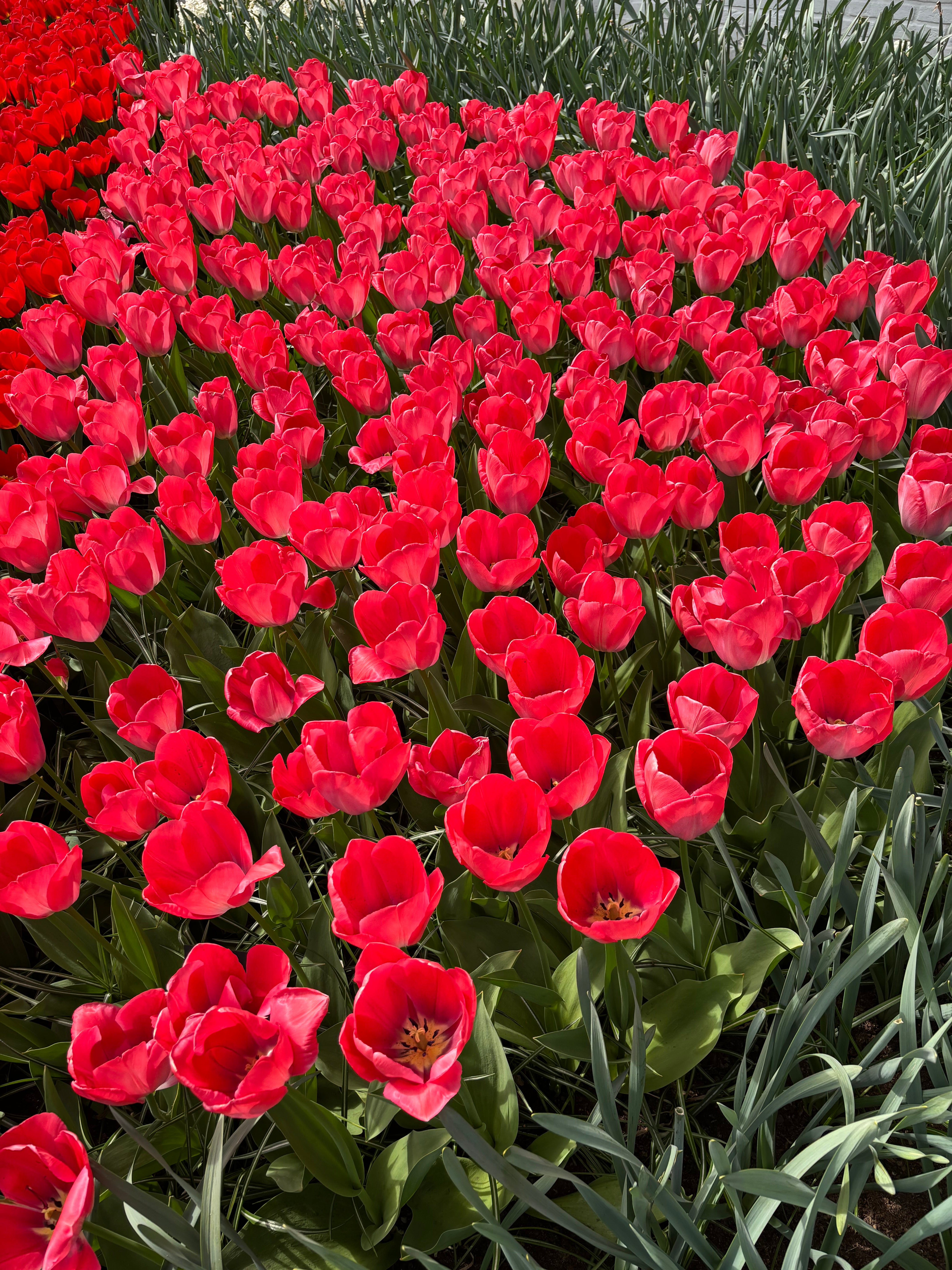 Tulip 'Van Eijk' Bulbs (Free UK Postage)