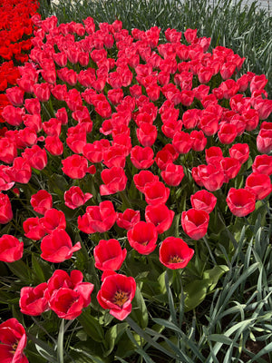 Tulip 'Van Eijk' Bulbs (Free UK Postage)