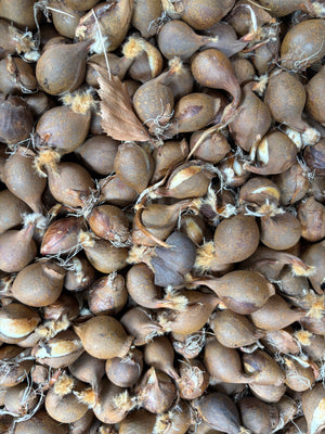Tulip clusiana var chrysantha (Bulbs) Free UK Postage