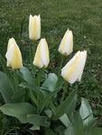 Tulip 'Purissima' (Bulbs) Free UK Postage