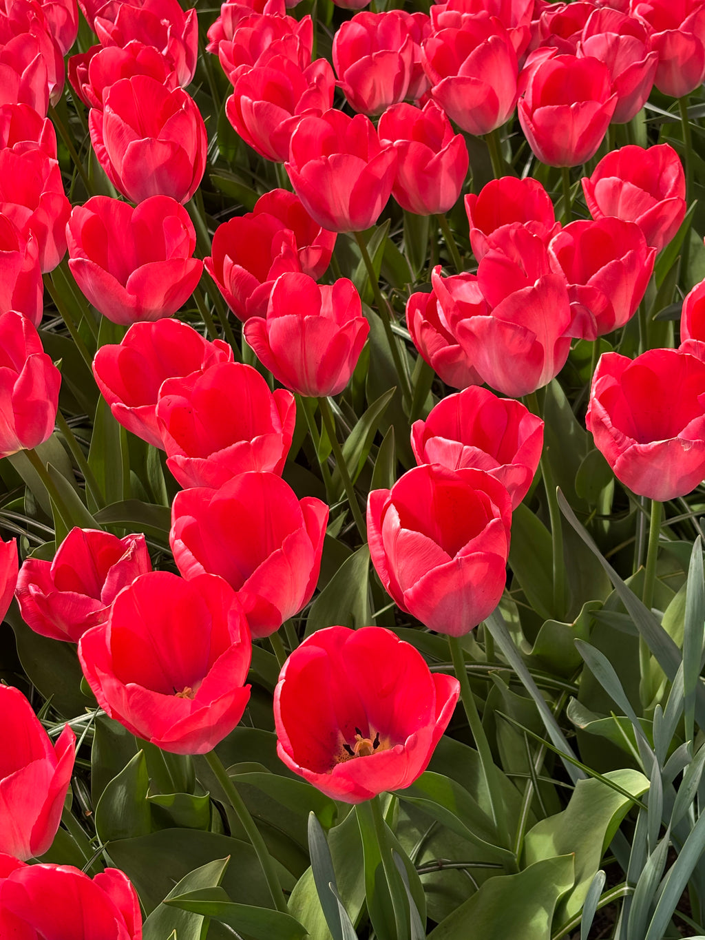 Tulip 'Van Eijk' Bulbs (Free UK Postage)