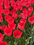 Tulip 'Van Eijk' Bulbs (Free UK Postage)
