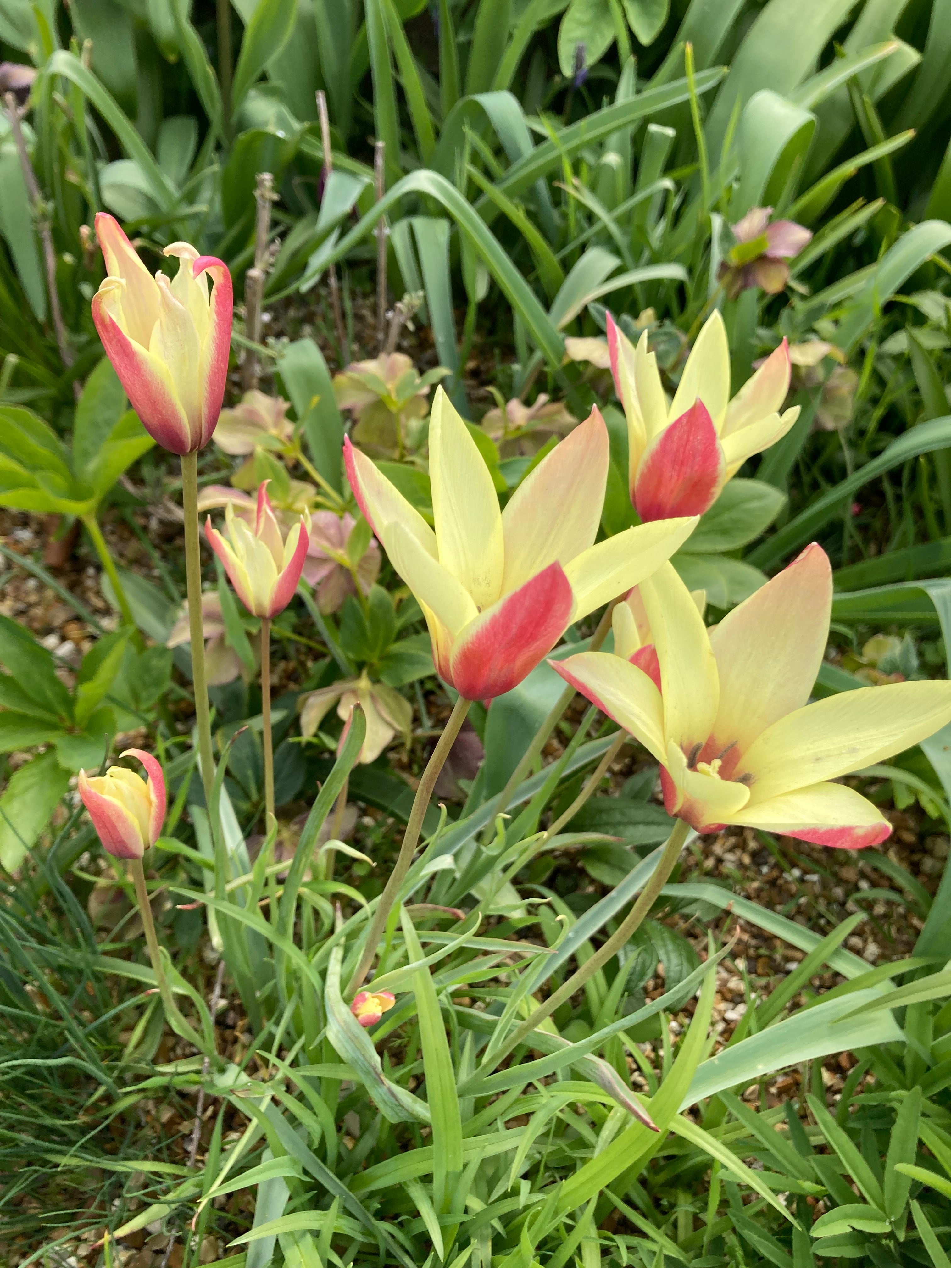 Tulip clusiana var chrysantha (Bulbs) Free UK Postage