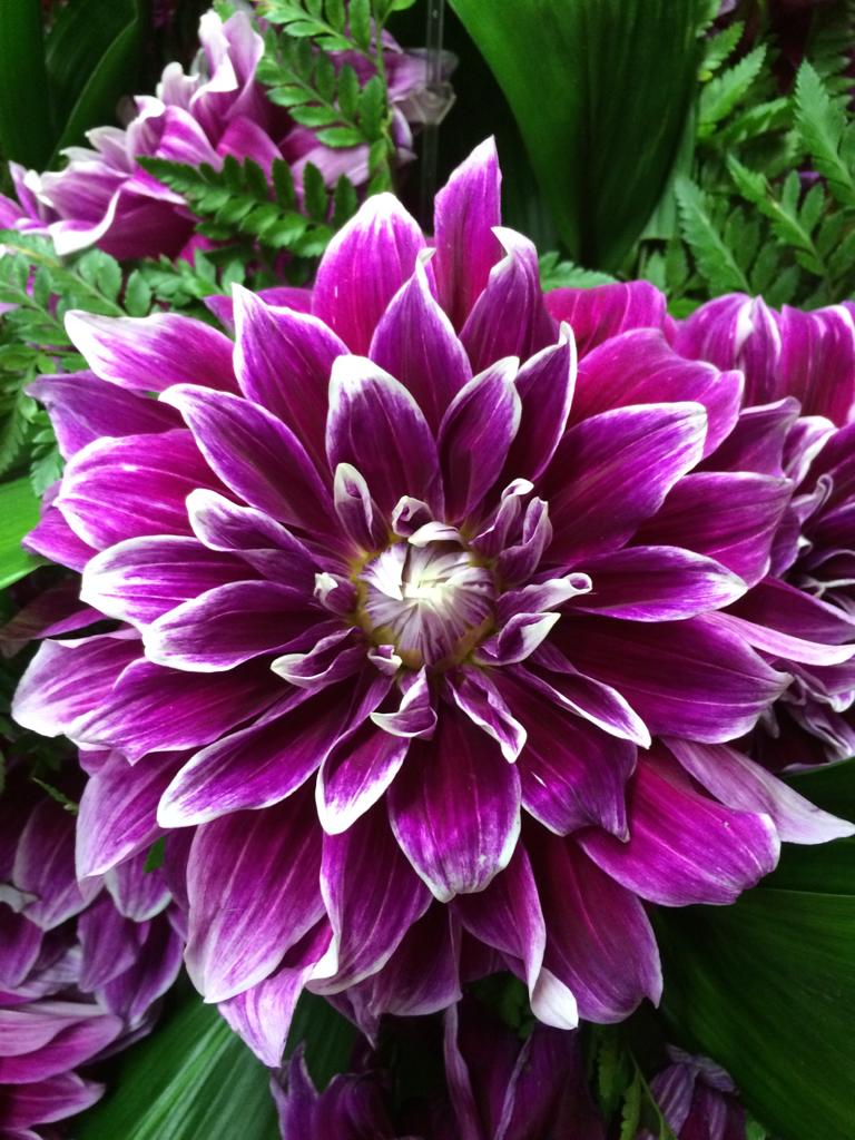 Dahlia 'Uncle B' decorative large flowered - 2, 3 or 5 tubers - Free delivery within the UK
