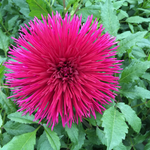 Dahlia 'Urchin' semi-cactus flowered - 2, 3 or 5 tubers - Free delivery within the UK