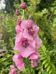 Verbascum Plants in 12cm Dia Pots (Free UK Postage)