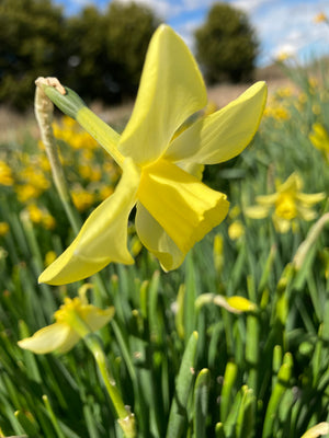 Dwarf Daffodil 'Verdin' Bulbs (Narcissus) Free UK Postage