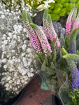 Veronicastrum virginicum 'Fascination' or Culver's Root (Budding Section of Bare Root) Free UK Postage