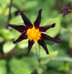 Dahlia 'Veronne's Obsidian' decorative small flowered - 2, 3 or 5 tubers - Free delivery within the UK