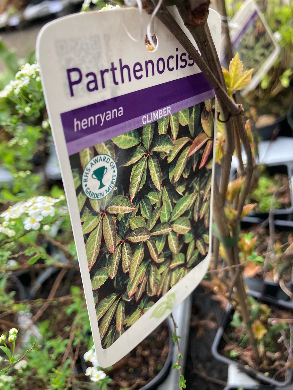 Parthenocissus henryana or Virginia Creeper Plant in a 1 litre Pot (Free UK Post)