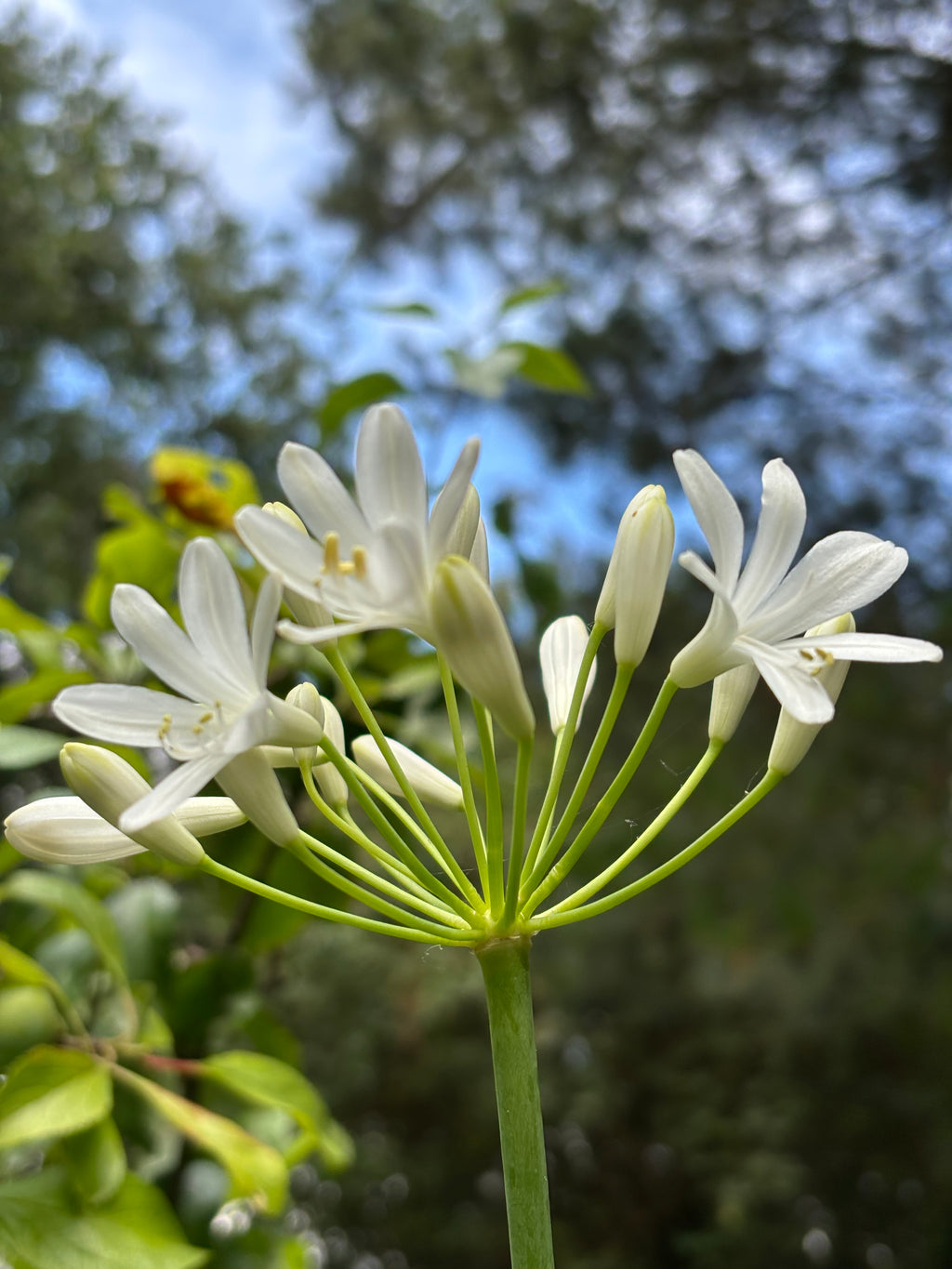 Deciduous White Agapanthus (Section of Bare Roots) Free UK Postage