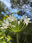 Deciduous White Agapanthus (Section of Bare Roots) Free UK Postage