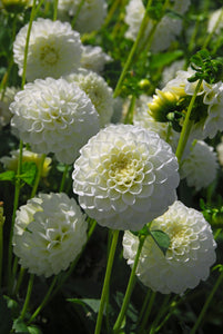 Dahlia 'White Aster' pompon flowered - 2, 3 or 5 tubers - Free delivery within the UK