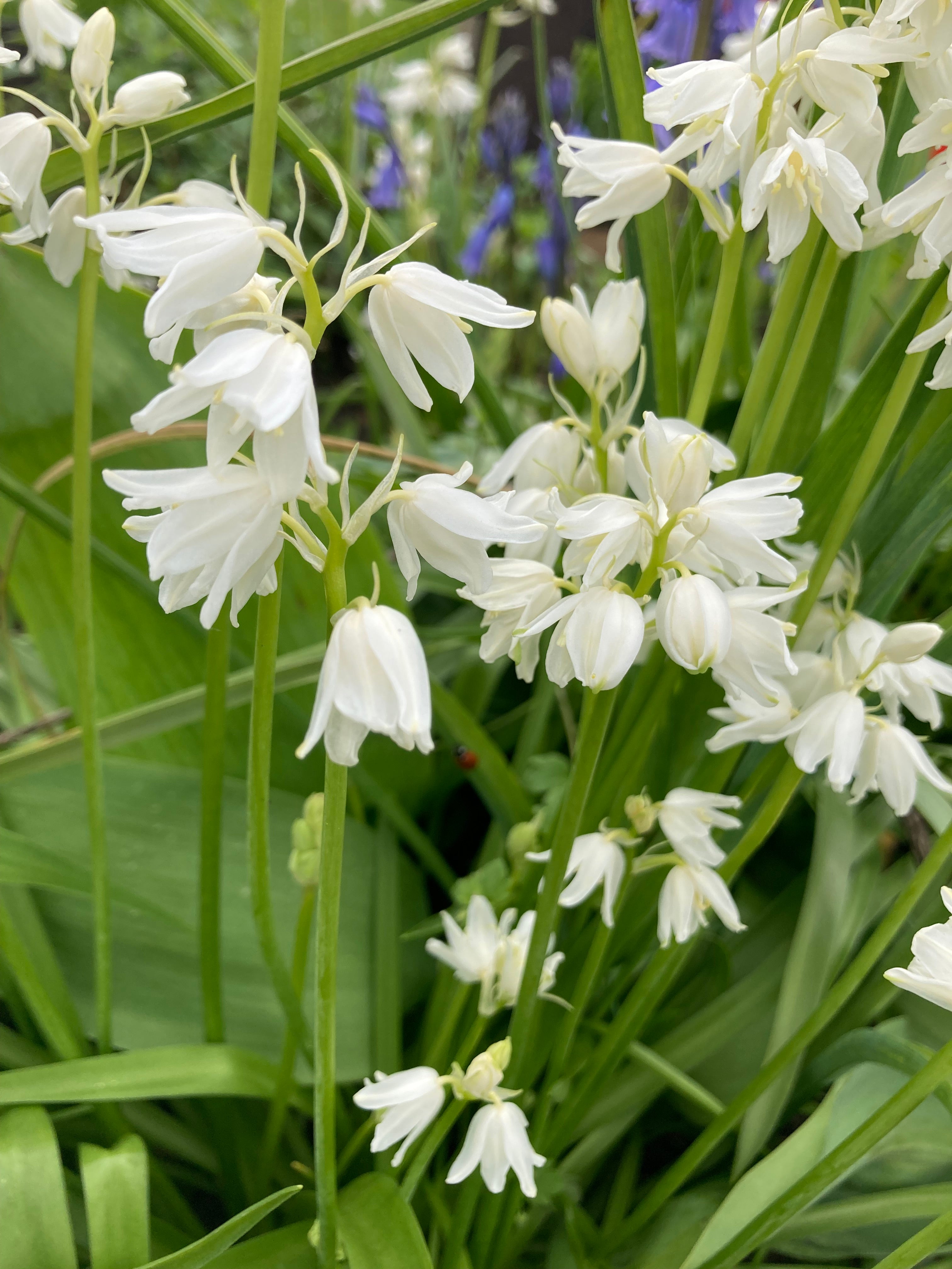 White Bluebells (Bulbs) Farm Cultivated (Free UK Postage)