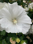 White Hibiscus syriacus (9cm Pots) Free UK Postage