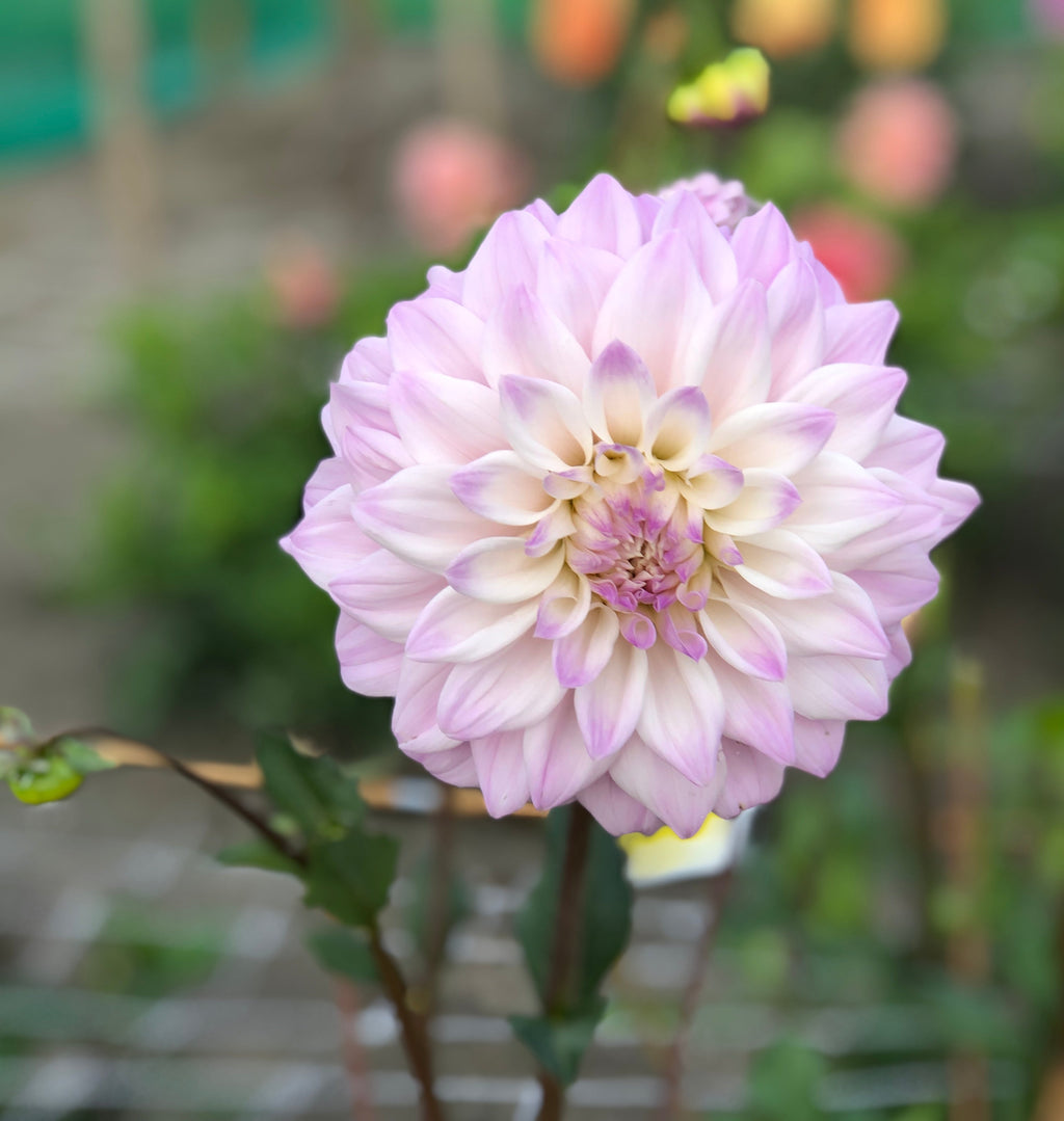 Dahlia 'Who Me?' decorative large flowered - 2, 3 or 5 tubers - Free delivery within the UK