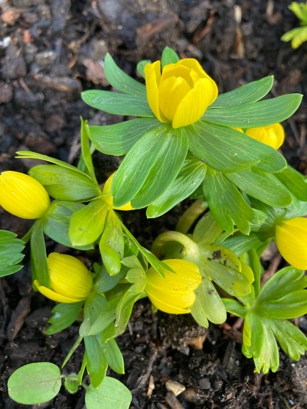 Eranthis hymenalis or Winter Aconite Corms (Free UK Postage)
