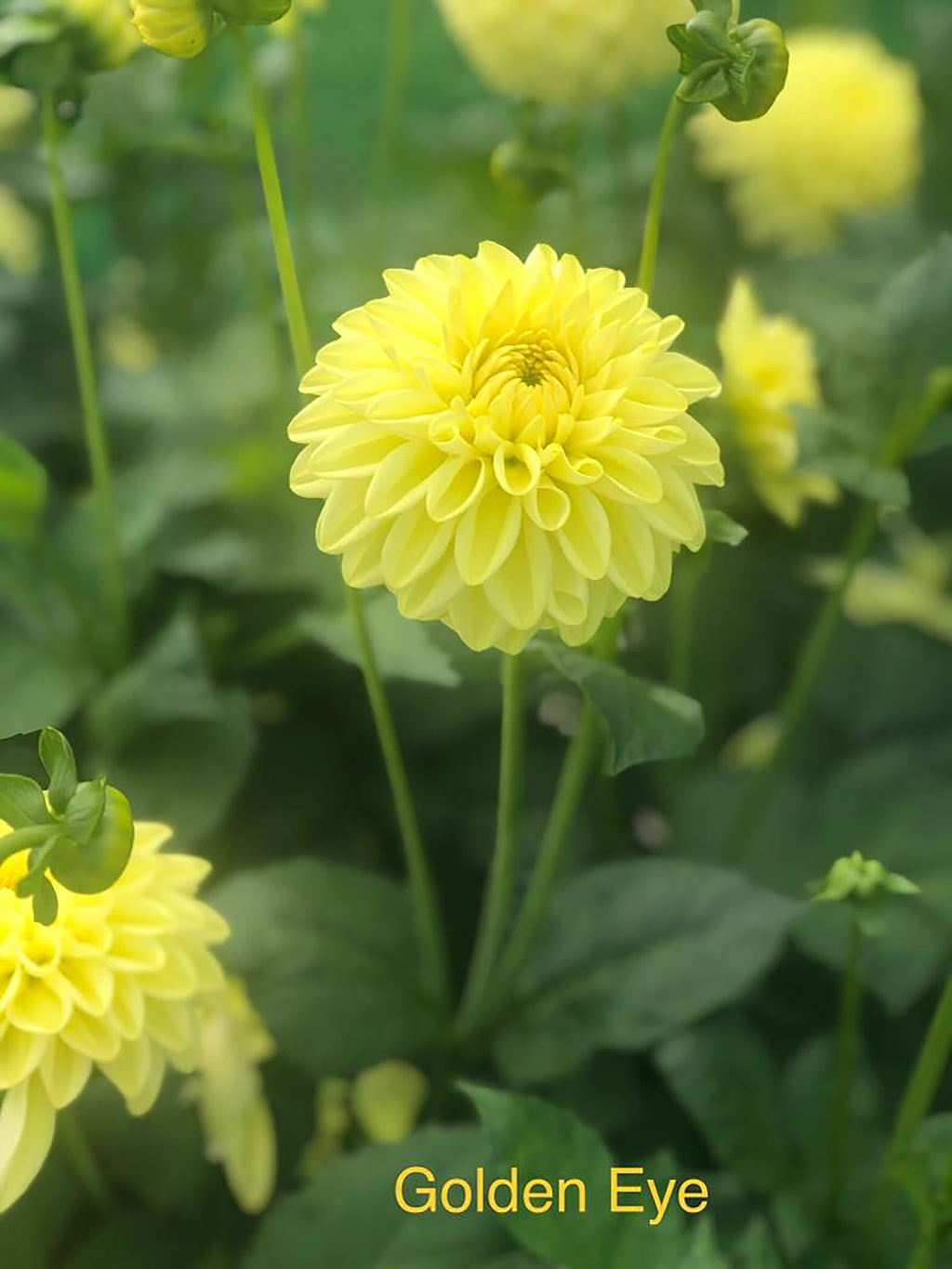 Dahlia 'Golden Eye' ball flowered - 2, 3 or 5 tubers - Free delivery within the UK