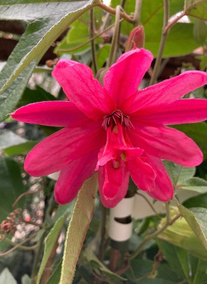 Pink Passion Flower Plants (Passiflora mollissima) in 2 litre Pots (Free UK Postage)