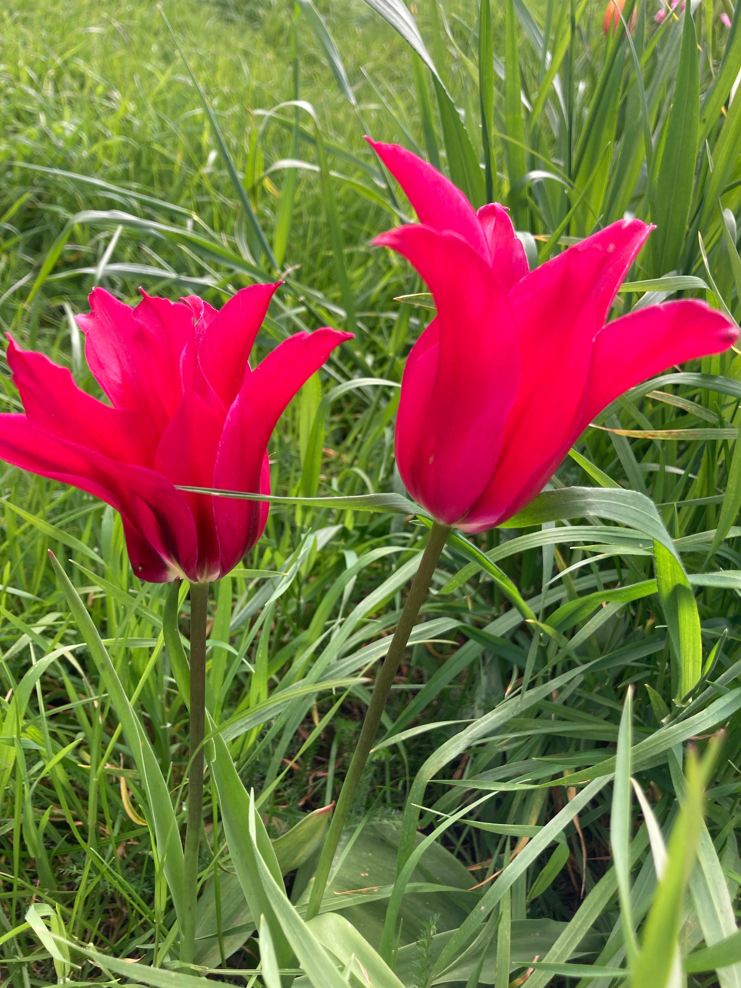 Red Lily-flowered Tulip Bulbs 'Pretty Woman' (Free UK Postage)